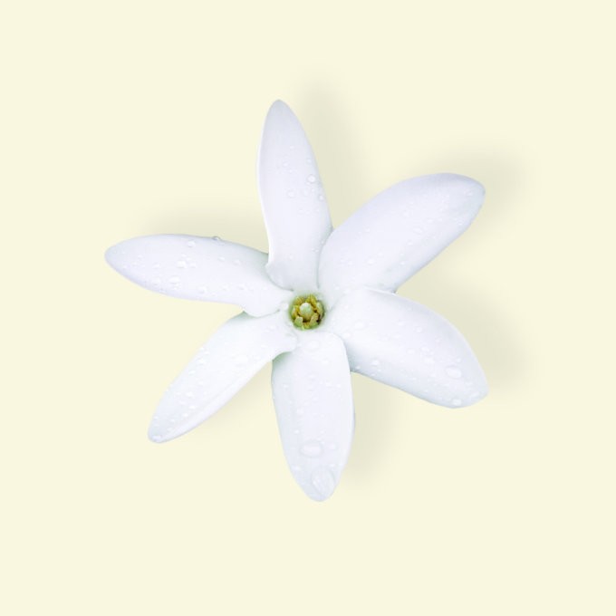 Tiaré Flower